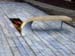 Bluc_Seat_Over_01