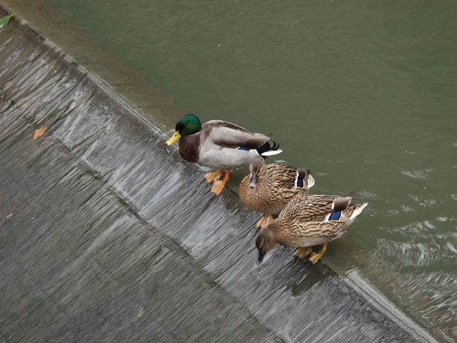 Jden_Busy_Ducks_02