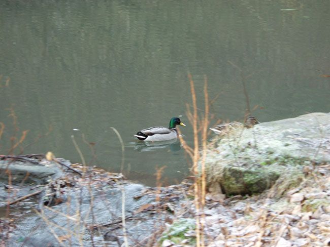 Jden_Mallard_Drake