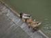 Jden_Busy_Ducks_02